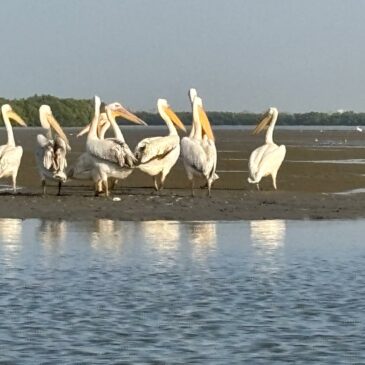 Voyage en Casamance, terre de partage